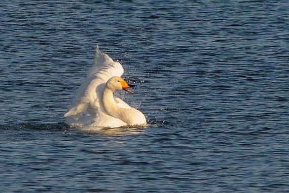 mitnichten.., sondern ein ausgiebig badender Singschwan, bei den Temperaturen? aber er kommt ja aus arktischen Regionen (Foto: Johann Zimmermann)
