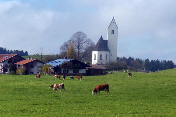 Steinkirchen mit Kühen   Foto: Anton Hötzelsperger