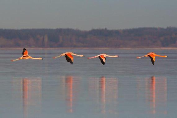Flamingo   Foto: Andreas Hartl