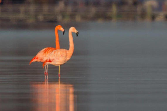 Flamingo vor der Fraueninsel  Foto: Andreas Hartl