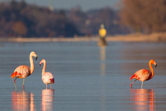 Flamingo vor der Fraueninsel  Foto: Andreas Hartl