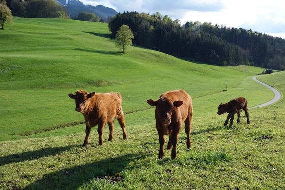 Rinder bei Bichl   Foto: Anton Hötzelsperger