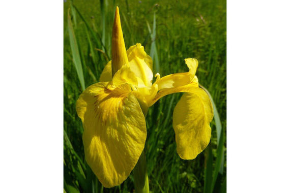 Gelbe Sumpf Schwertlilie  - Iris Pseudacorus    Foto: Dagmar Haitzinger