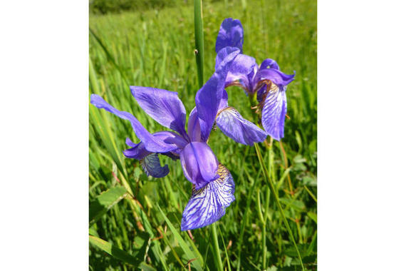 Sibirische Schwertlilie  - Iris Sibirica  Foto: Dagmar Haitzinger