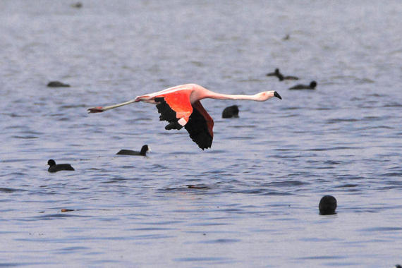Flamingo   Foto: Hans-Dieter Naundorf