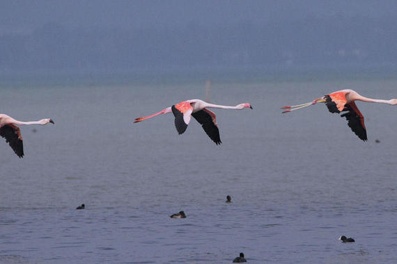 Flamingo   Foto: Hans-Dieter Naundorf