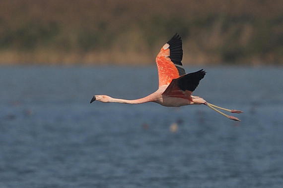 Flamingo  Foto: Johann Zimmermann