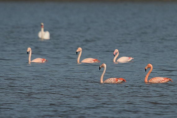 Flamingos  Foto: Johann Zimmermann
