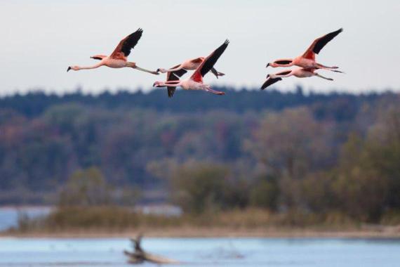Flamingos   Foto: Andreas Hartl 