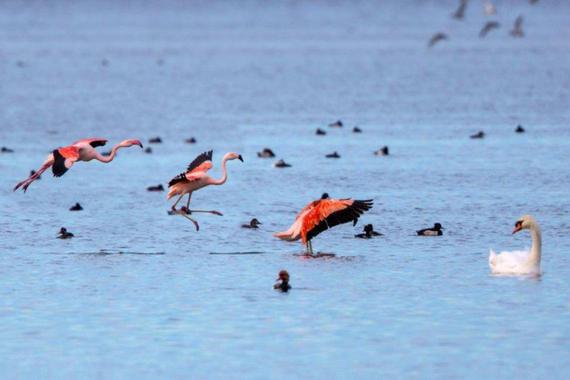 Flamingo Im Landeanflug   Foto: Andreas Hartl 