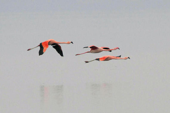 Flamingo  Foto: Hans-Dieter Naundorf