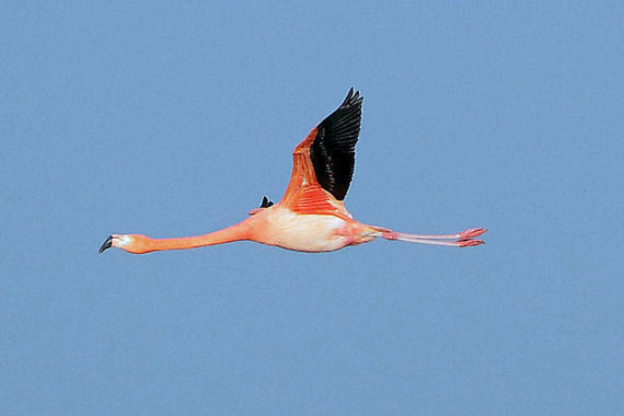 Flamingo  Foto: Hans-Dieter Naundorf