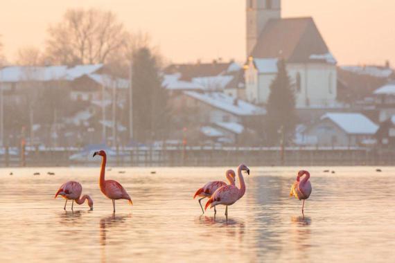 Flamingos bei Seebruck  Foto: Andreas Hartl