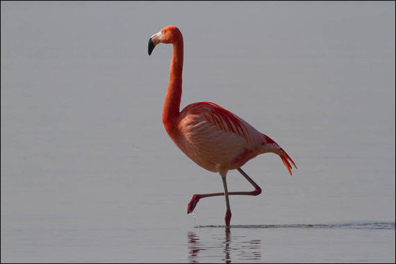 Flamingo  Foto: Alexander Kraus
