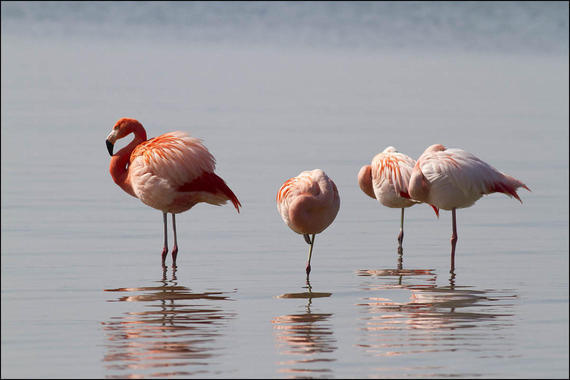 Flamingos  Foto: Alexander Kraus