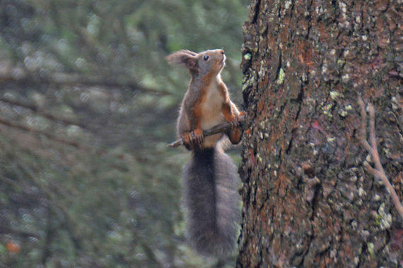 Eichhörnchen   Foto: Johannes Almer
