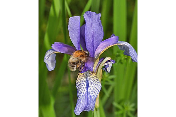 Hummel auf Sibirischer Iris  Foto: Johann Zimmermann