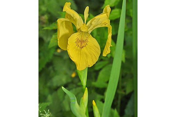 Iris Pseudocorum  Foto: Johann Zimmermann