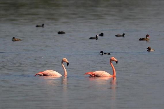Foto: Johann Zimmermann - Flamingos
