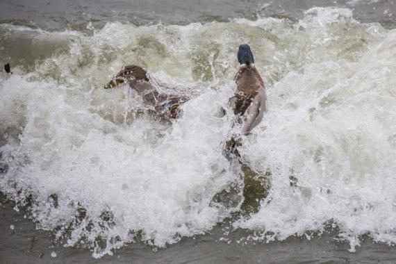 Stockenten beim Wellenreiten   Foto: Andreas Hartl