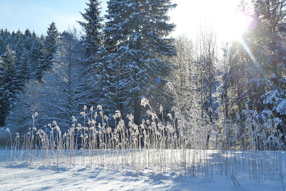 Winterimpressionen aus den Samerberger Filzen  Foto: Dagmar Haizinger