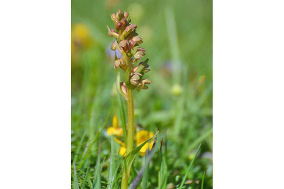 Orchidee - Grüne Hohlzunge Foto: Johannes Almer