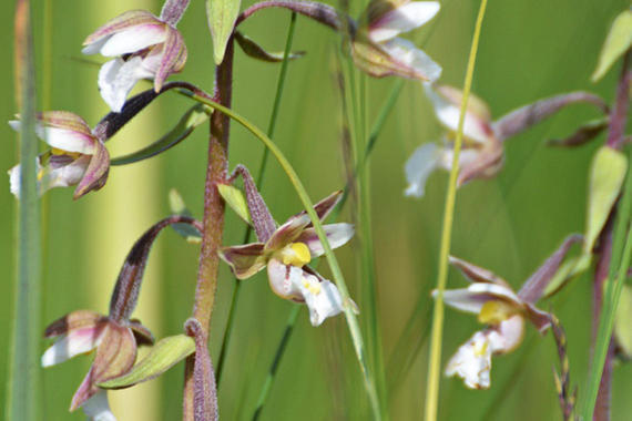 Sumpfstendelwurz  - Orchidee  Foto: Johannes Almer