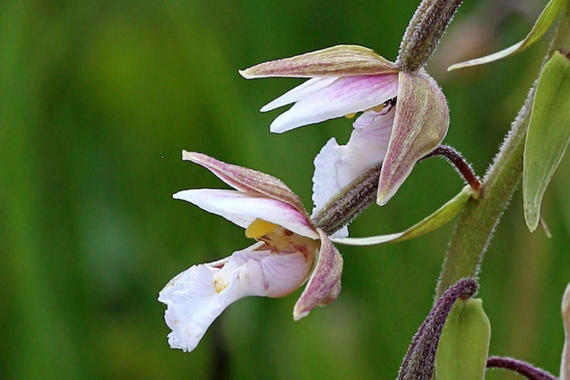 Echte Sumpfwurz  (Epipactis Palustris) - Orchidee   Foto: Hans Wolf