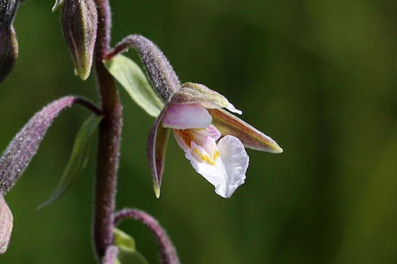 Echte Sumpfwurz - Orchidee   Foto: Hans Wolf