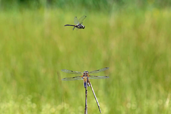 Vierfleck Libelle  Foto: Hans Wolf