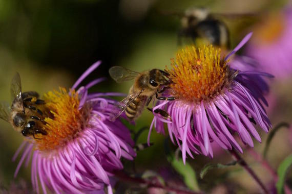 Wildbienen auf Herbstaster  Foto: Wolfgang Dietzen