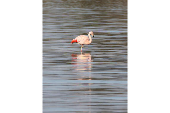Chile Flamingo  Foto: Hans Wolf