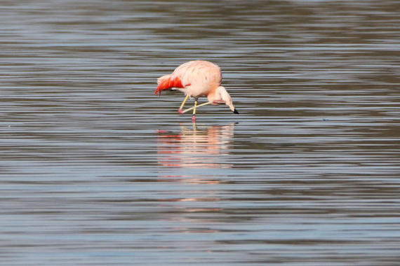 Chile Flamingo  Foto: Hans Wolf